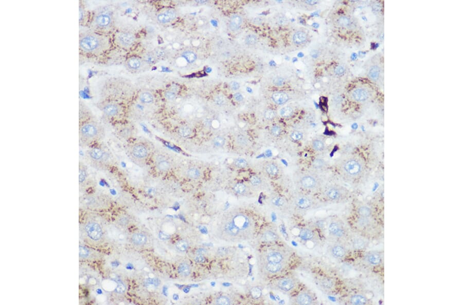 Immunohistochemistry - Anti-Heme Oxygenase 1 Antibody (A13434) - Antibodies.com