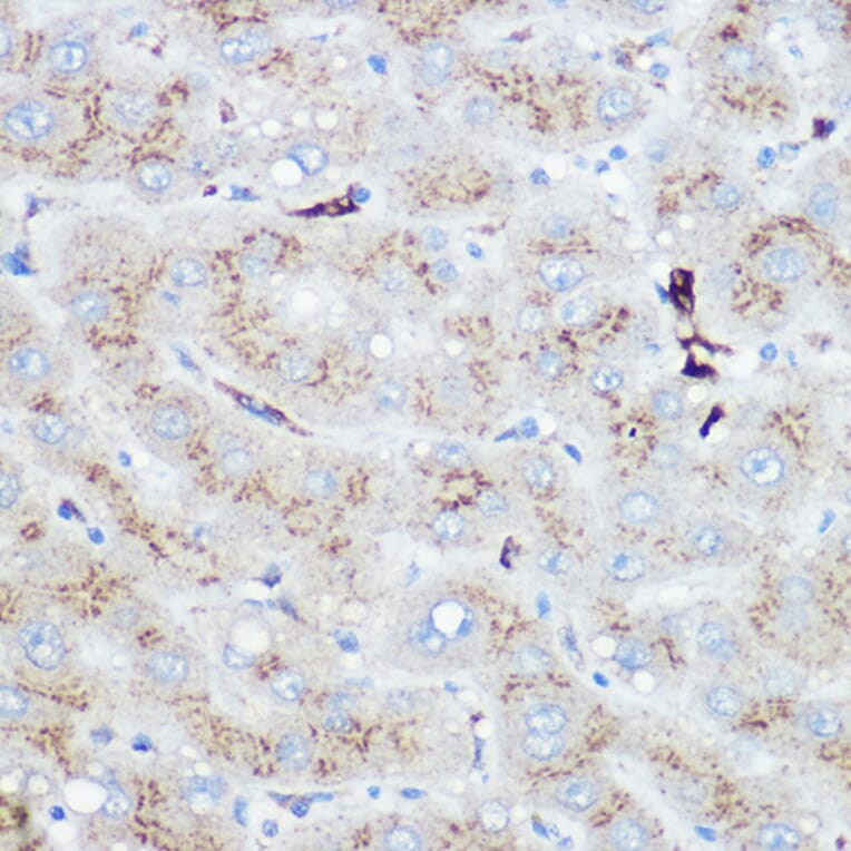 Immunohistochemistry - Anti-Heme Oxygenase 1 Antibody (A13434) - Antibodies.com