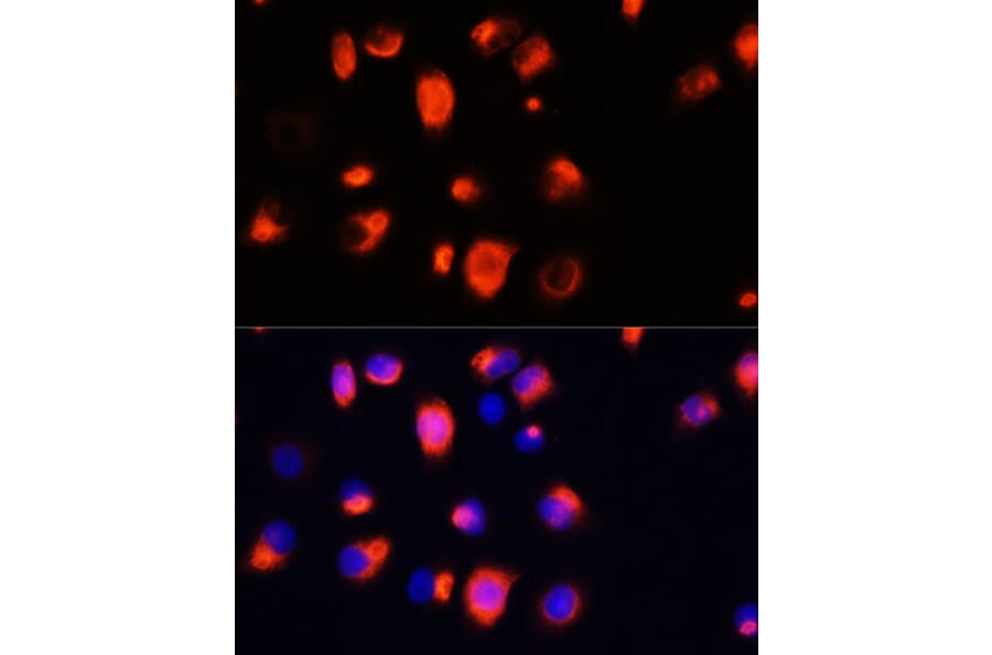 Immunofluorescence - Anti-Heme Oxygenase 1 Antibody (A13434) - Antibodies.com