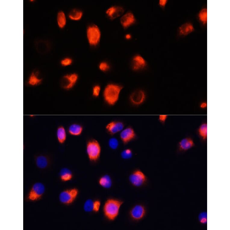 Immunofluorescence - Anti-Heme Oxygenase 1 Antibody (A13434) - Antibodies.com