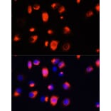 Immunofluorescence - Anti-Heme Oxygenase 1 Antibody (A13434) - Antibodies.com