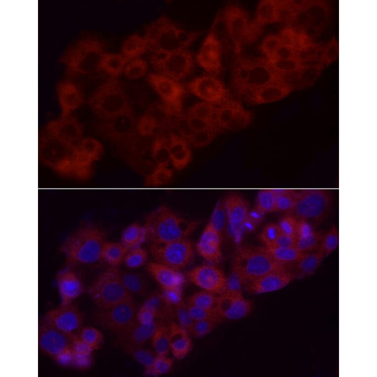 Immunofluorescence - Anti-Heme Oxygenase 1 Antibody (A13434) - Antibodies.com