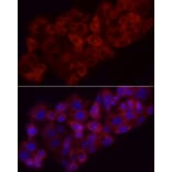 Immunofluorescence - Anti-Heme Oxygenase 1 Antibody (A13434) - Antibodies.com