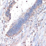 Immunohistochemistry - Anti-CD44 Antibody (A13435) - Antibodies.com