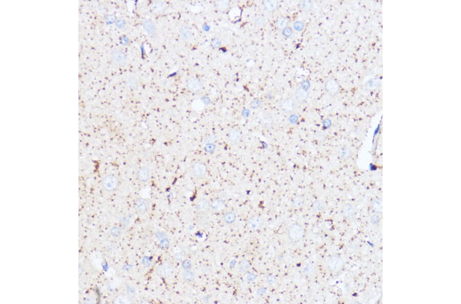 Immunohistochemistry - Anti-Monoamine Oxidase A/MAO-A Antibody (A13436) - Antibodies.com
