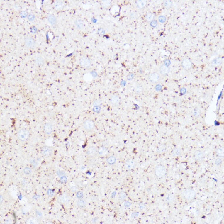 Immunohistochemistry - Anti-Monoamine Oxidase A/MAO-A Antibody (A13436) - Antibodies.com