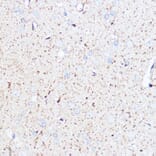 Immunohistochemistry - Anti-Monoamine Oxidase A/MAO-A Antibody (A13436) - Antibodies.com