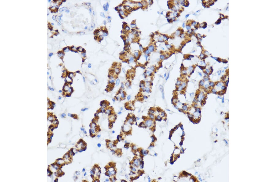 Immunohistochemistry - Anti-Monoamine Oxidase A/MAO-A Antibody (A13436) - Antibodies.com