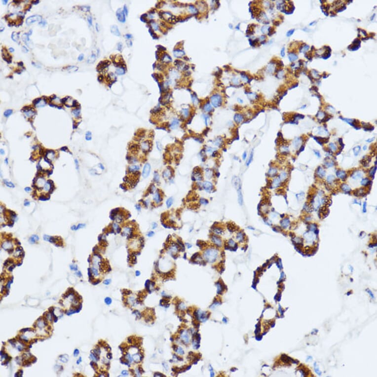 Immunohistochemistry - Anti-Monoamine Oxidase A/MAO-A Antibody (A13436) - Antibodies.com
