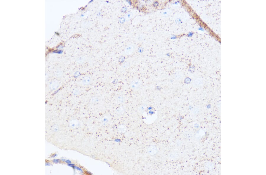 Immunohistochemistry - Anti-Monoamine Oxidase A/MAO-A Antibody (A13436) - Antibodies.com