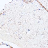 Immunohistochemistry - Anti-Monoamine Oxidase A/MAO-A Antibody (A13436) - Antibodies.com