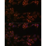 Immunofluorescence - Anti-Monoamine Oxidase A/MAO-A Antibody (A13436) - Antibodies.com