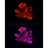 Immunofluorescence - Anti-Albumin Antibody (A13438) - Antibodies.com