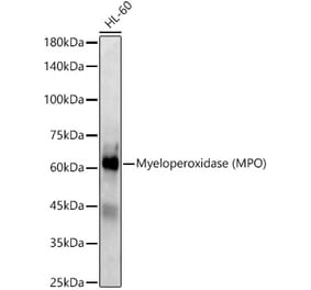 Western Blot - Anti-Myeloperoxidase Antibody (A13440) - Antibodies.com