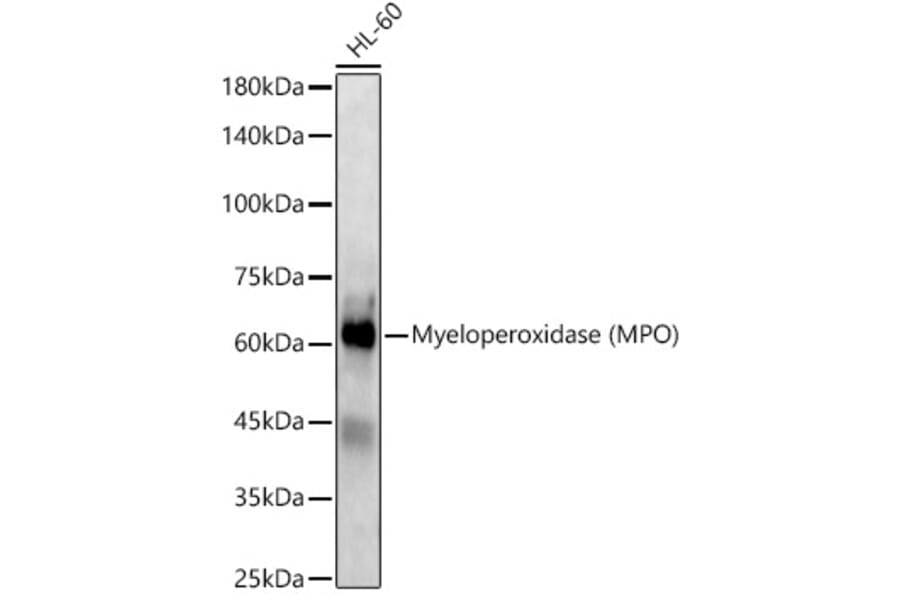 Western Blot - Anti-Myeloperoxidase Antibody (A13440) - Antibodies.com