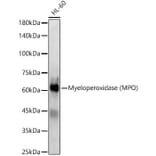 Western Blot - Anti-Myeloperoxidase Antibody (A13440) - Antibodies.com