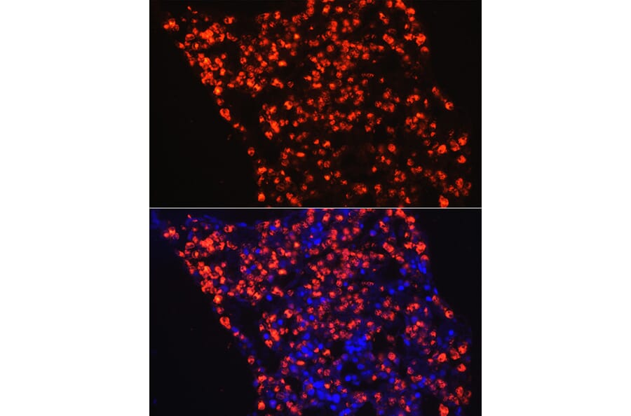 Immunofluorescence - Anti-Myeloperoxidase Antibody (A13440) - Antibodies.com