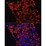 Immunofluorescence - Anti-Myeloperoxidase Antibody (A13440) - Antibodies.com