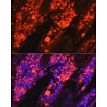 Immunofluorescence - Anti-Myeloperoxidase Antibody (A13440) - Antibodies.com