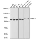 Western Blot - Anti-CYP1B1 Antibody (A13441) - Antibodies.com