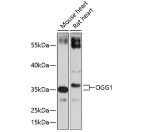 Western Blot - Anti-Ogg1 Antibody (A13442) - Antibodies.com