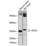 Western Blot - Anti-Ogg1 Antibody (A13442) - Antibodies.com