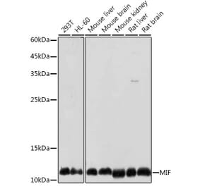 Western Blot - Anti-MIF Antibody (A13444) - Antibodies.com