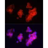 Immunofluorescence - Anti-Fibrinogen beta chain Antibody (A13446) - Antibodies.com