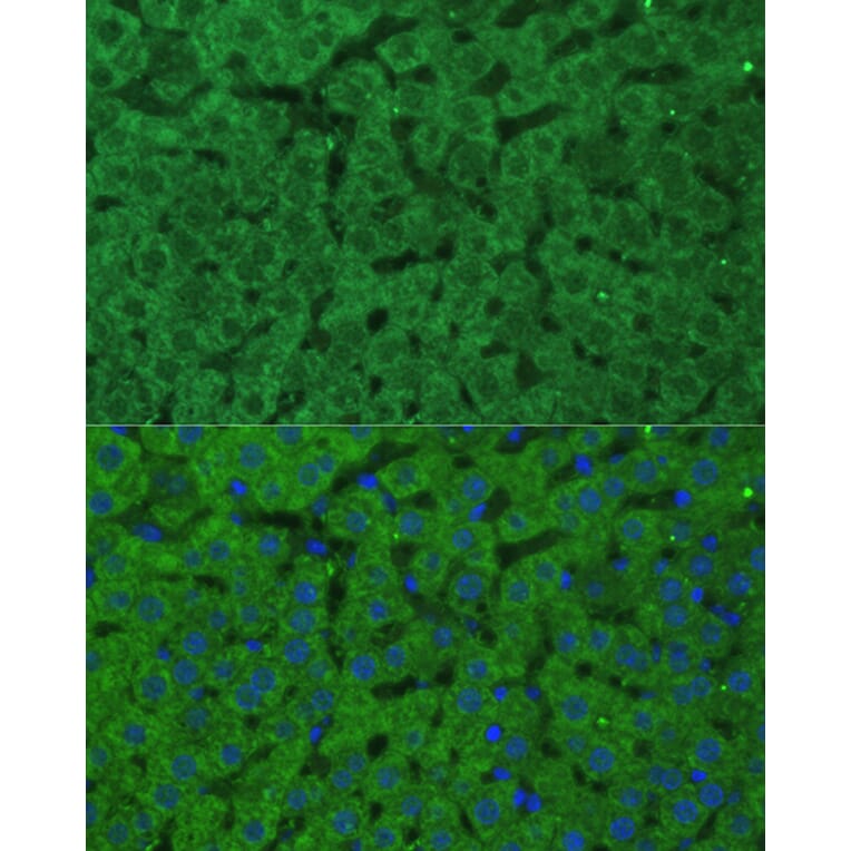 Immunofluorescence - Anti-CBS Antibody (A13451) - Antibodies.com