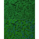 Immunofluorescence - Anti-CBS Antibody (A13451) - Antibodies.com