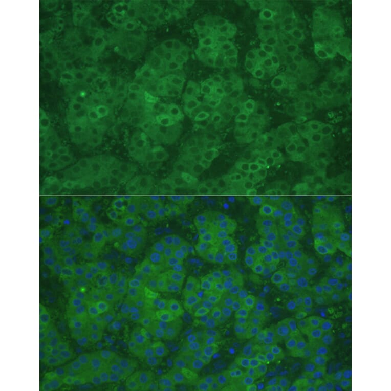 Immunofluorescence - Anti-CBS Antibody (A13451) - Antibodies.com