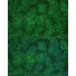 Immunofluorescence - Anti-CBS Antibody (A13451) - Antibodies.com