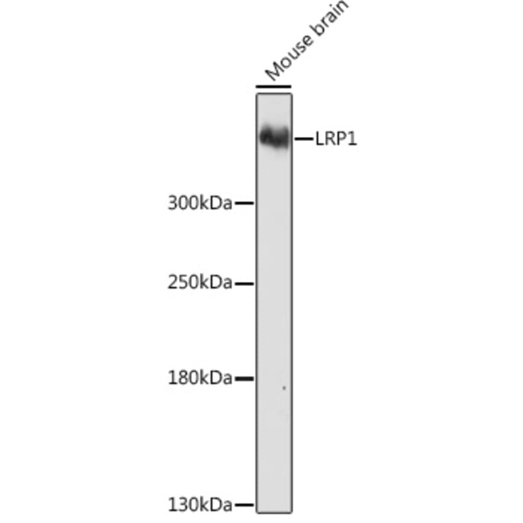 Western Blot - Anti-LRP1 Antibody (A13452) - Antibodies.com