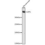 Western Blot - Anti-LRP1 Antibody (A13452) - Antibodies.com
