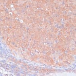 Immunohistochemistry - Anti-LRP1 Antibody (A13452) - Antibodies.com