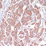 Immunohistochemistry - Anti-LRP1 Antibody (A13452) - Antibodies.com