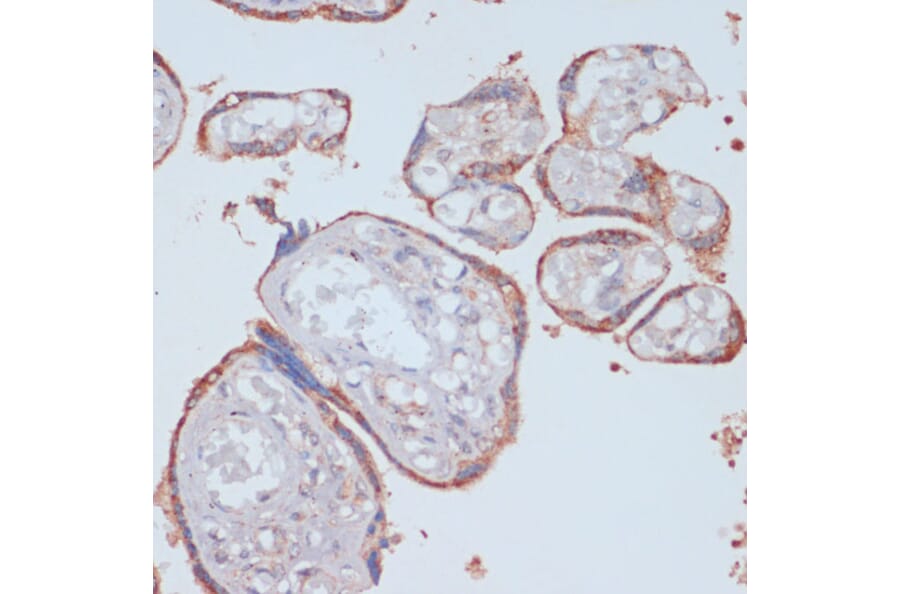 Immunohistochemistry - Anti-LRP1 Antibody (A13452) - Antibodies.com