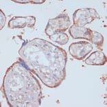 Immunohistochemistry - Anti-LRP1 Antibody (A13452) - Antibodies.com