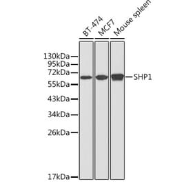 Western Blot - Anti-SHP1 Antibody (A13454) - Antibodies.com
