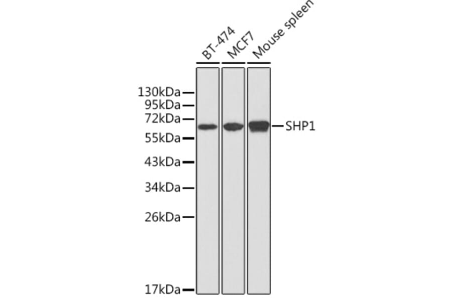 Western Blot - Anti-SHP1 Antibody (A13454) - Antibodies.com
