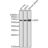 Western Blot - Anti-SHP1 Antibody (A13454) - Antibodies.com