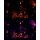 Immunofluorescence - Anti-Transferrin Antibody (A13456) - Antibodies.com