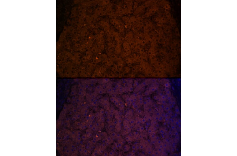Immunofluorescence - Anti-Transferrin Antibody (A13456) - Antibodies.com