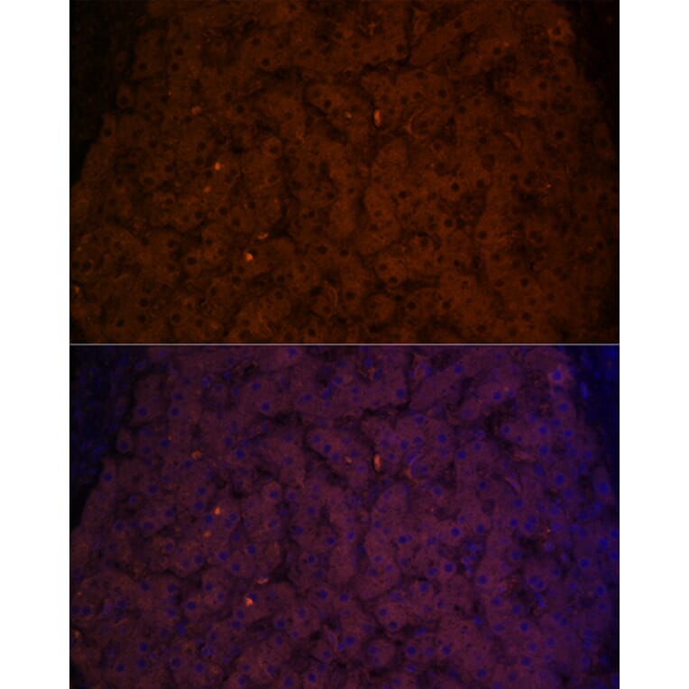 Immunofluorescence - Anti-Transferrin Antibody (A13456) - Antibodies.com