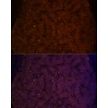 Immunofluorescence - Anti-Transferrin Antibody (A13456) - Antibodies.com
