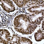 Immunohistochemistry - Anti-Aryl hydrocarbon Receptor Antibody (A13457) - Antibodies.com