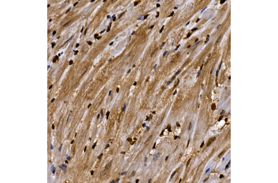 Immunohistochemistry - Anti-Aryl hydrocarbon Receptor Antibody (A13457) - Antibodies.com