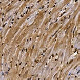 Immunohistochemistry - Anti-Aryl hydrocarbon Receptor Antibody (A13457) - Antibodies.com