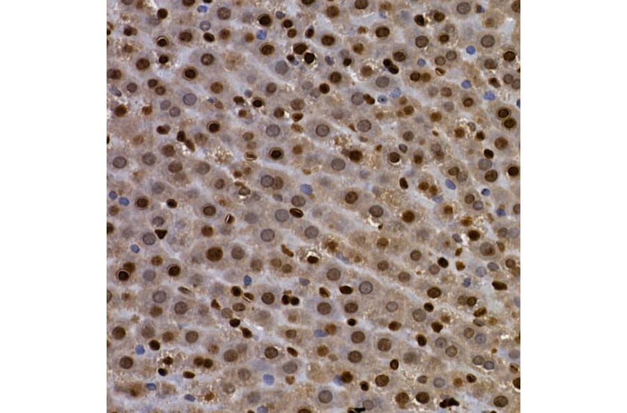 Immunohistochemistry - Anti-Aryl hydrocarbon Receptor Antibody (A13457) - Antibodies.com