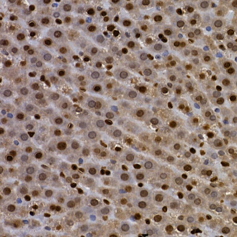 Immunohistochemistry - Anti-Aryl hydrocarbon Receptor Antibody (A13457) - Antibodies.com